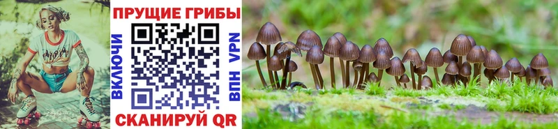Псилоцибиновые грибы Psilocybe  Купить закладки  Минусинск 